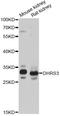 Dehydrogenase/Reductase 3 antibody, LS-C749182, Lifespan Biosciences, Western Blot image 