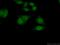 Ring Finger Protein 38 antibody, 25132-1-AP, Proteintech Group, Immunofluorescence image 