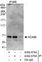 UTP6 Small Subunit Processome Component antibody, A302-574A, Bethyl Labs, Immunoprecipitation image 