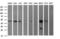 Tubulin Beta 2B Class IIb antibody, M05849, Boster Biological Technology, Western Blot image 