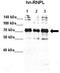 Heterogeneous Nuclear Ribonucleoprotein L antibody, TA345781, Origene, Western Blot image 