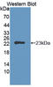 Fibroblast Growth Factor 11 antibody, LS-C373048, Lifespan Biosciences, Western Blot image 