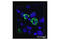 Perilipin A antibody, 9349S, Cell Signaling Technology, Immunofluorescence image 