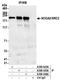 Nuclear Receptor Coactivator 2 antibody, A300-025A, Bethyl Labs, Immunoprecipitation image 