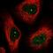 Selenoprotein T antibody, NBP1-90979, Novus Biologicals, Immunofluorescence image 