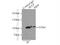 Selectin P antibody, 60322-1-Ig, Proteintech Group, Immunoprecipitation image 