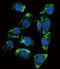 Probetacellulin antibody, LS-C156880, Lifespan Biosciences, Immunofluorescence image 