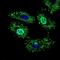 Negative Elongation Factor Complex Member A antibody, NBP2-37394, Novus Biologicals, Immunocytochemistry image 