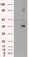 CD4 antibody, TA500483, Origene, Western Blot image 
