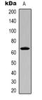 Src substrate cortactin antibody, orb339059, Biorbyt, Western Blot image 