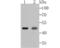 Galectin 8 antibody, NBP2-75501, Novus Biologicals, Western Blot image 