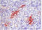 Cd205 antibody, BM4017B, Origene, Immunohistochemistry frozen image 