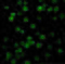 Survivin antibody, 2235, ProSci, Immunofluorescence image 