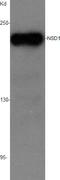 Splicing Factor 1 antibody, orb11665, Biorbyt, Western Blot image 