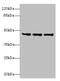 Family With Sequence Similarity 53 Member B antibody, CSB-PA617903LA01HU, Cusabio, Western Blot image 
