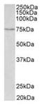 Sodium-dependent serotonin transporter antibody, ab130130, Abcam, Western Blot image 
