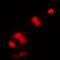 Cyclin Dependent Kinase 1 antibody, orb213697, Biorbyt, Immunofluorescence image 