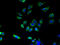 Abhydrolase Domain Containing 3 antibody, A51129-100, Epigentek, Immunofluorescence image 