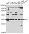 Metaxin-1 antibody, A7912, ABclonal Technology, Western Blot image 