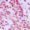 Fos Proto-Oncogene, AP-1 Transcription Factor Subunit antibody, LS-C352220, Lifespan Biosciences, Immunohistochemistry frozen image 