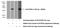 Kallikrein 1-related peptidase b3 antibody, 10679-1-AP, Proteintech Group, Western Blot image 