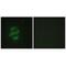 Cytochrome P450 Family 2 Subfamily J Member 2 antibody, A03128, Boster Biological Technology, Immunofluorescence image 