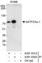 Protein AATF antibody, A301-032A, Bethyl Labs, Immunoprecipitation image 