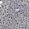 PTPN1 antibody, NBP1-87191, Novus Biologicals, Immunohistochemistry frozen image 