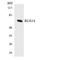Regulator Of G Protein Signaling 14 antibody, LS-C200596, Lifespan Biosciences, Western Blot image 