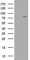 Pogo Transposable Element Derived With KRAB Domain antibody, LS-C174430, Lifespan Biosciences, Western Blot image 