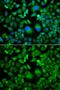 Ubiquitin Conjugating Enzyme E2 H antibody, GTX32944, GeneTex, Immunofluorescence image 