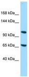ELM2 And Myb/SANT Domain Containing 1 antibody, TA331534, Origene, Western Blot image 