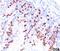 BrdU antibody, 33-237, ProSci, Immunohistochemistry frozen image 