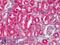 COX2 antibody, LS-B1608, Lifespan Biosciences, Immunohistochemistry frozen image 
