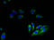 Cytochrome C Oxidase Subunit 6B1 antibody, A51609-100, Epigentek, Immunofluorescence image 
