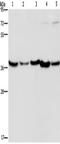 DnaJ Heat Shock Protein Family (Hsp40) Member B4 antibody, TA349898, Origene, Western Blot image 