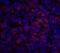 Interleukin 23 Subunit Alpha antibody, 3793, ProSci Inc, Immunofluorescence image 