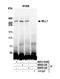p180 antibody, NBP2-76397, Novus Biologicals, Immunoprecipitation image 