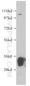 Lactate Dehydrogenase B antibody, 14824-1-AP, Proteintech Group, Western Blot image 