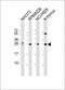 FGFR1 Oncogene Partner 2 antibody, MA5-24751, Invitrogen Antibodies, Western Blot image 