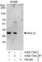 Nucleolar Protein 12 antibody, A302-732A, Bethyl Labs, Immunoprecipitation image 