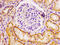 Epithelial Cell Transforming 2 antibody, CSB-PA888001LA01HU, Cusabio, Immunohistochemistry frozen image 