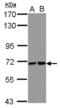 Ubiquitin Associated And SH3 Domain Containing B antibody, NBP2-20524, Novus Biologicals, Western Blot image 