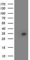 Homeobox C11 antibody, TA502569S, Origene, Western Blot image 