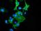 DnaJ Heat Shock Protein Family (Hsp40) Member A2 antibody, GTX84610, GeneTex, Immunocytochemistry image 