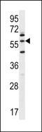 Leucine Zipper And EF-Hand Containing Transmembrane Protein 2 antibody, PA5-71686, Invitrogen Antibodies, Western Blot image 