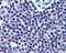 High Mobility Group 20A antibody, PA5-18087, Invitrogen Antibodies, Immunohistochemistry paraffin image 