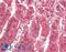 Cardiotrophin-1 antibody, LS-B12307, Lifespan Biosciences, Immunohistochemistry paraffin image 