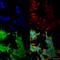 QKI, KH Domain Containing RNA Binding antibody, SMC-467D-APC, StressMarq, Immunofluorescence image 