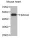 F-Box Protein 32 antibody, abx005224, Abbexa, Western Blot image 